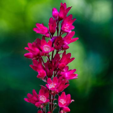 Heuchera sanguinea Leuchtkäfer - Heuchère sanguine