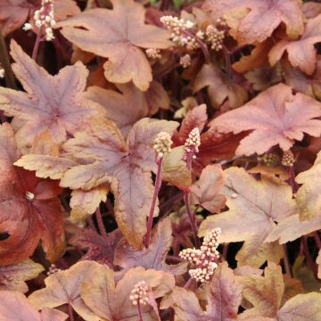 Heucherella Brass Lantern®