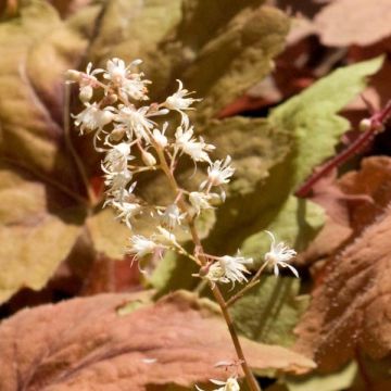 Heucherella Sweet Tea