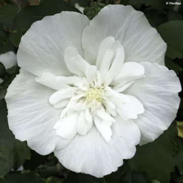 Hibiscus syriacus White Chiffon - Althéa blanc double