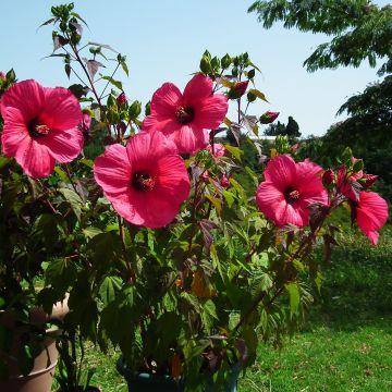 Hibiscus moscheutos PLANET Griotte - Hibiscus des marais