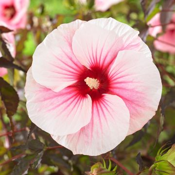 Hibiscus moscheutos Pink Candy - Hibiscus des marais