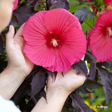 Hibiscus moscheutos Pink Passion - Hibiscus des marais