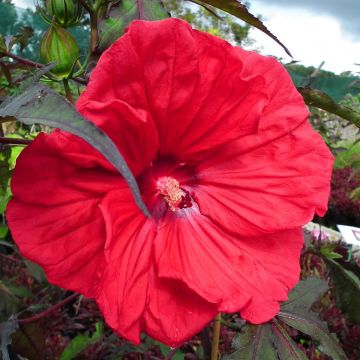 Hibiscus moscheutos Red Wine - Hibiscus des marais