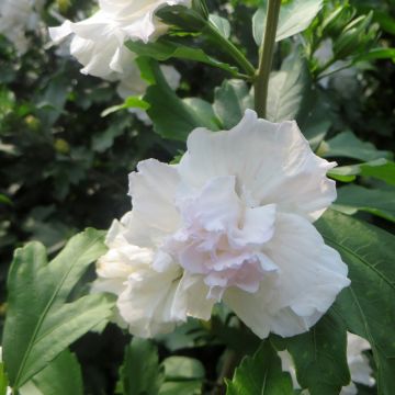 Hibiscus syriacus Totus Albus - Althéa blanc pur.