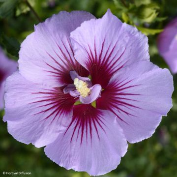 Hibiscus syriacus B'twist Lavender - Althéa lavande à coeur rouge