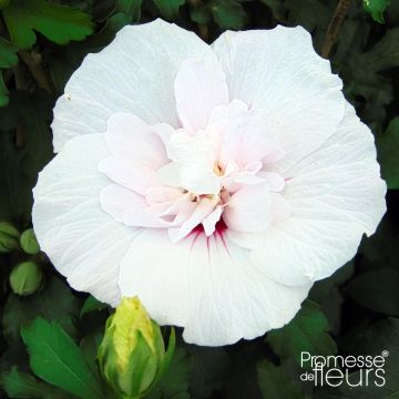 Hibiscus syriacus China Chiffon - Althéa blanc