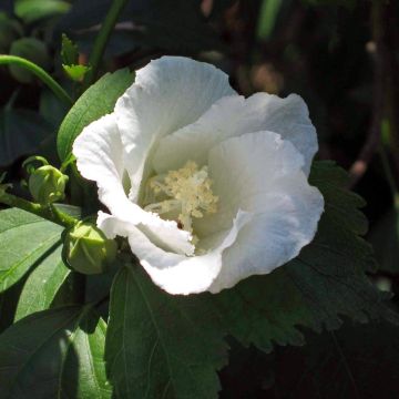 Hibiscus syriacus Diana - Althéa blanc