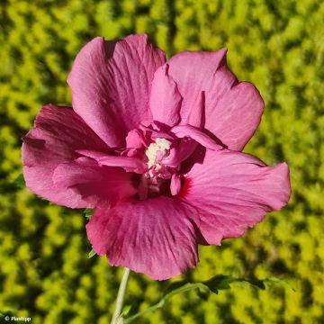 Hibiscus syriacus Flower Tower Ruby - Althea