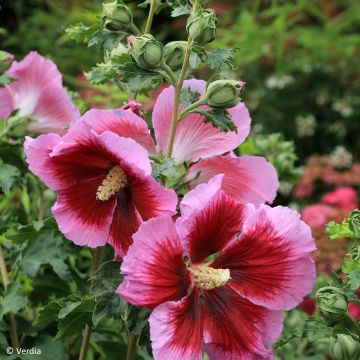 Hibiscus syriacus Oiseau Bleu - Althéa bleu