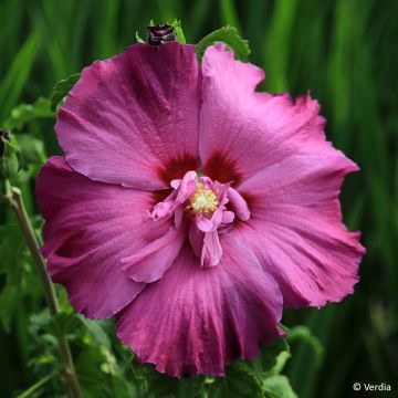 Hibiscus syriacus Oiseau Bleu - Althéa bleu