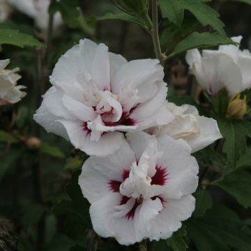 Hibiscus syriacus Lady Stanley - Althéa semi-double blanc et rose à coeur pourpre.