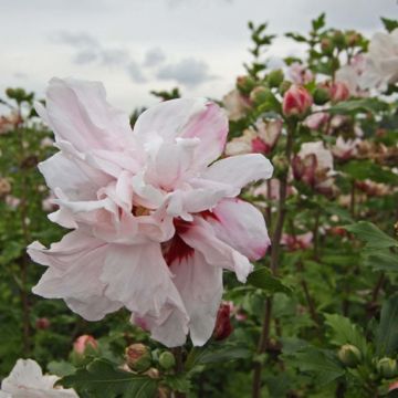 Hibiscus syriacus Leopoldii - Althea en arbre