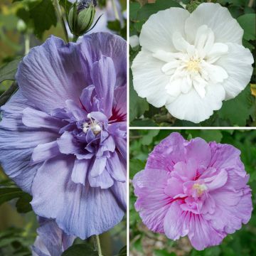 Hibiscus syriacus Three Sisters - Althéa 