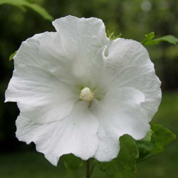 Hibiscus syriacus Totus Albus - Althéa blanc pur.