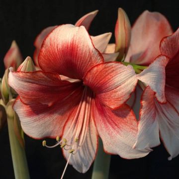 Amaryllis Charisma