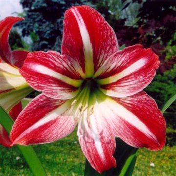 Amaryllis Tres Chic - Hippeastrum tricolore 