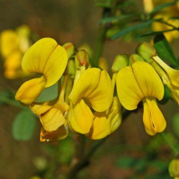 Coronilla emerus (Hippocrepis) - Coronille des jardins