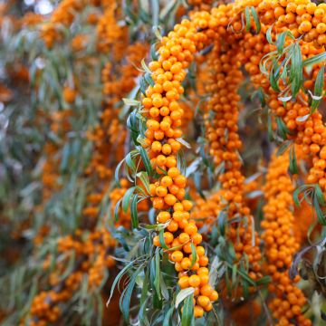 Hippophae rhamnoides Orange Energy - Argousier 