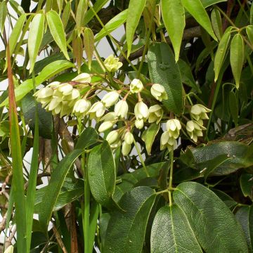 Holboellia coriacea - Vigne bleue de Chine