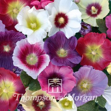 Graines de Rose trémière Halo Mixed - Alcea rosea