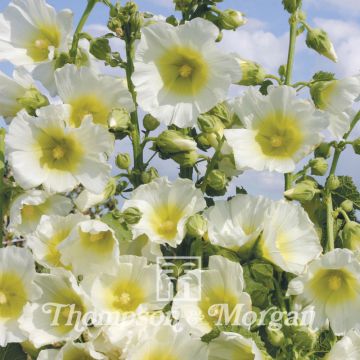 Graines de Rose trémière Halo White - Alcea rosea