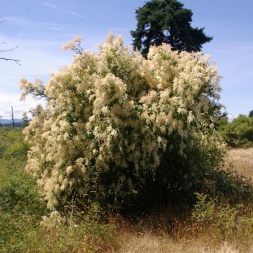 Holodiscus discolor - Holodisque discolore