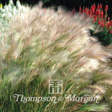 Graines d'Hordeum jubatum - Orge à crinière