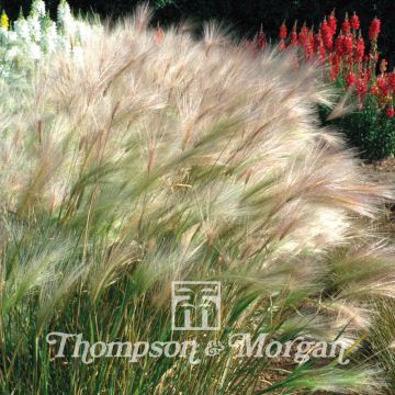 Hordeum Jubatum 