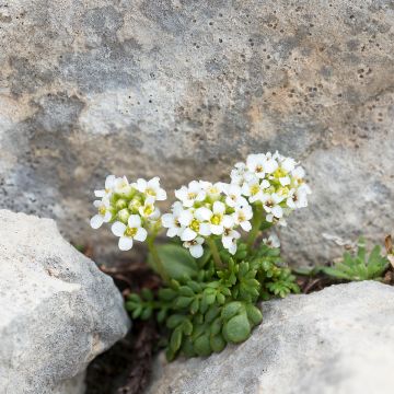 Pritzelago alpina - Hutchinsia alpina - Cresson des chamois.