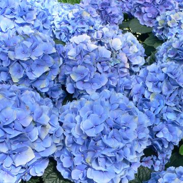 Hortensia - Hydrangea macrophylla Bodensee