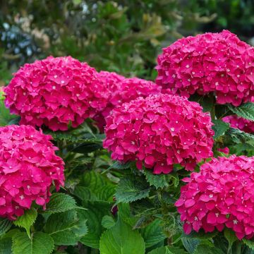 Hortensia - Hydrangea macrophylla Eughen Hahn