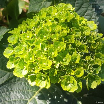Hortensia - Hydrangea macrophylla Green Ever Belles 'Hortmagreclo'