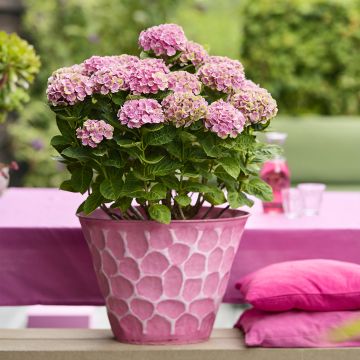 Hortensia - Hydrangea macrophylla Magical Coral rosa