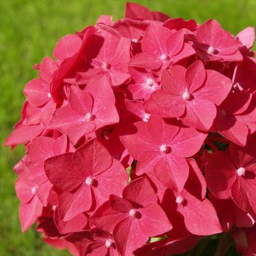 Hortensia macrophylla Masja