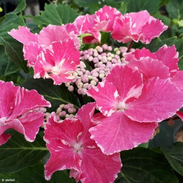 Hortensia macrophylla So Long Aya