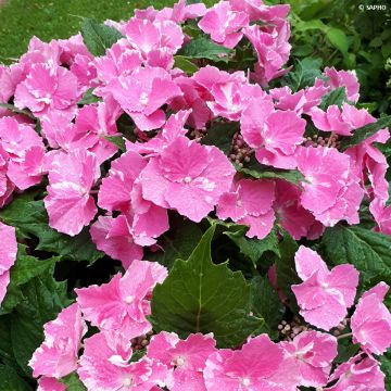 Hortensia macrophylla So Long Starlit Sky