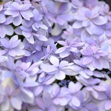 Hortensia macrophylla Stellar Bleu