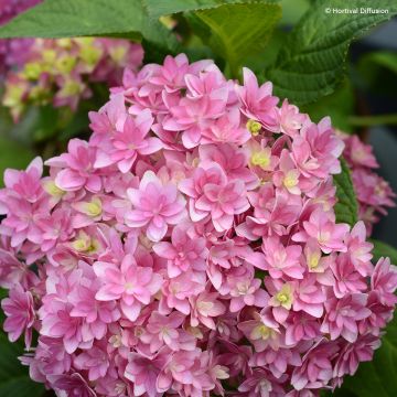 Hortensia - Hydrangea macrophylla Stellar Bleu