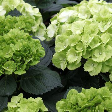 Hortensia - Hydrangea macrophylla Verdi