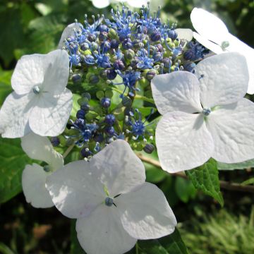 Hortensia - Hydrangea macrophylla White Wave