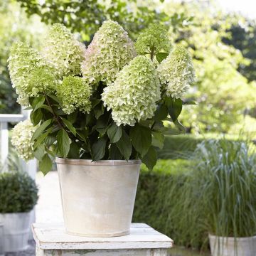 Hydrangea paniculata Little Fresco-  Hortensia paniculé nain