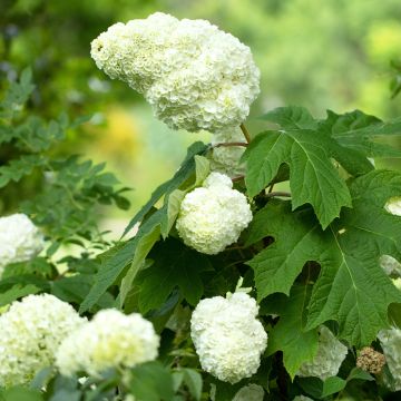 Hydrangea quercifolia Gatsby Moon - Hortensia à feuilles de chêne