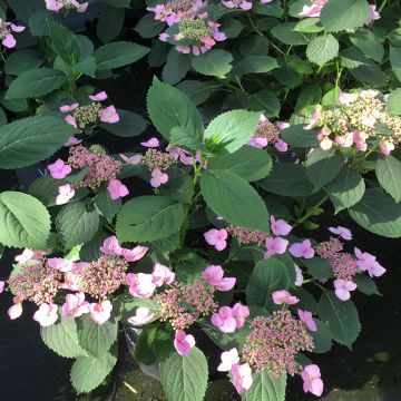 Hortensia - Hydrangea serrata Magic Pillow