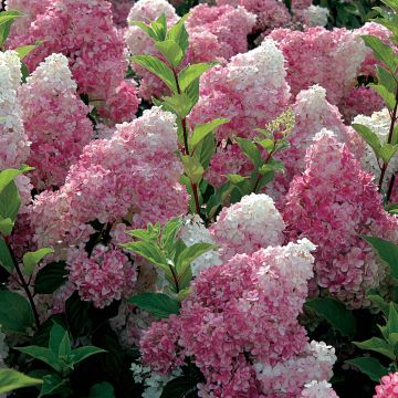 Hydrangea paniculata Vanille Fraise - Hortensia paniculé