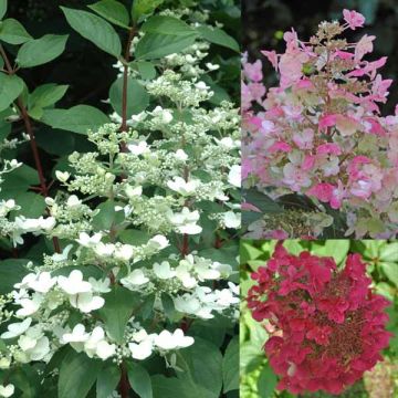 Hydrangea paniculata Wim's Red - Hortensia paniculé