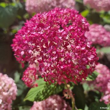 Hortensia arborescens Candybelle Sorbet