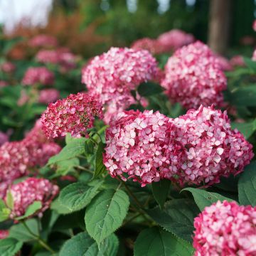 Hortensia - Hydrangea arborescens Invincibelle Ruby