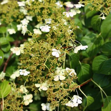 Hortensia grimpant - Hydrangea petiolaris Cordifolia