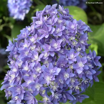 Hortensia macrophylla Stellar Bleu